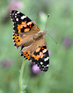 Painted Lady Butterfly Spring Contest