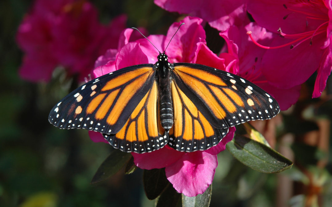 Milkweed – Ensuring the Survival of Monarchs