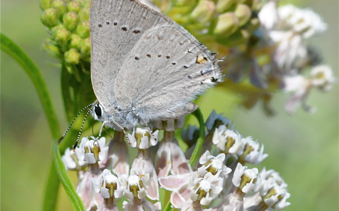 What the Heck is a Hairstreak?
