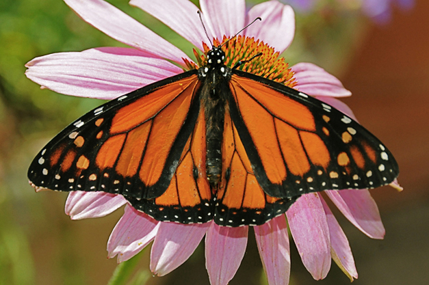 Lookin’ For Love in All The Wrong Species… Of Milkweeds and Monarchs