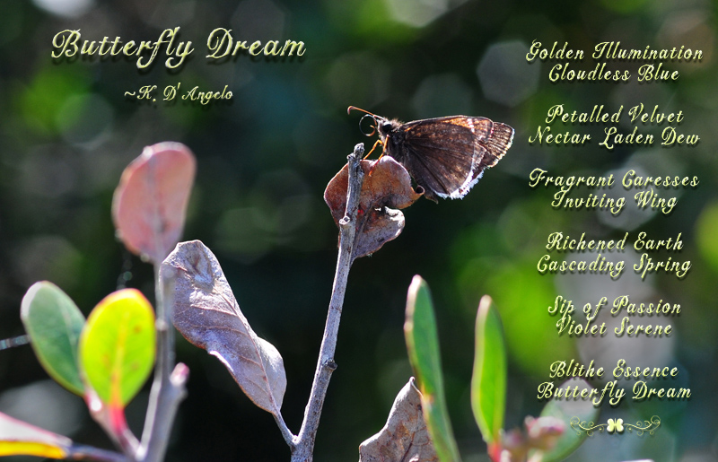 A Butterfly Dream…