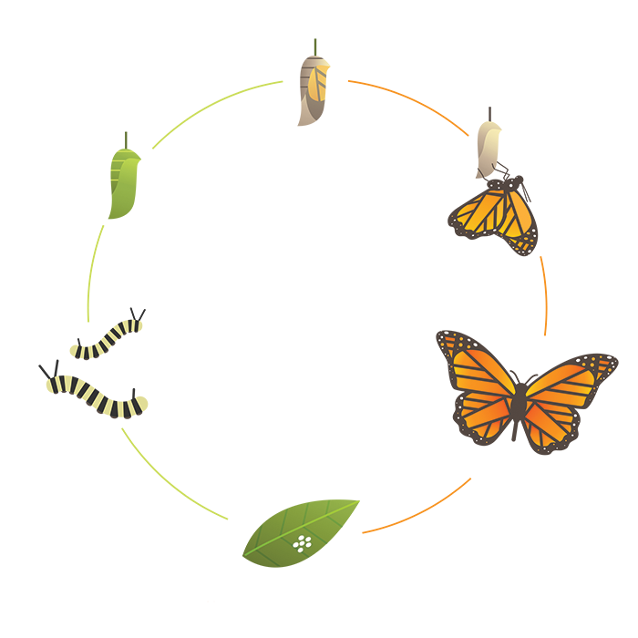 Metamorphosis | Obsession with Butterflies