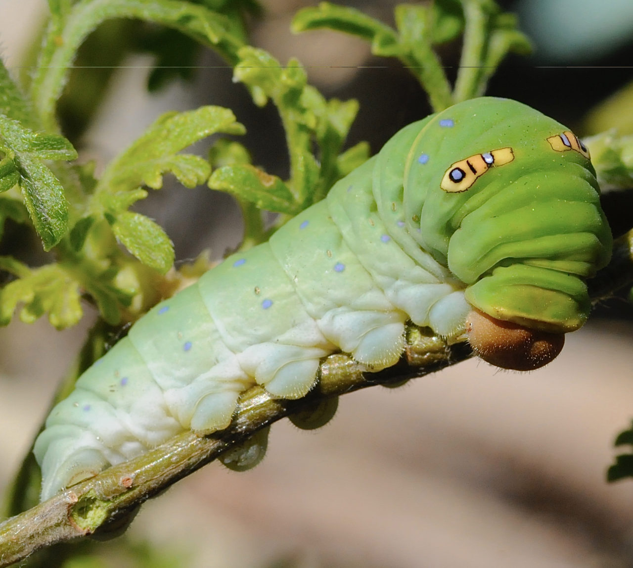 Metamorphosis | Obsession with Butterflies