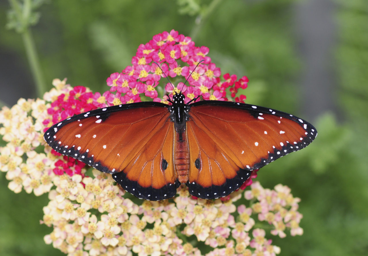 Southern California Butterflies | Obsession with Butterflies